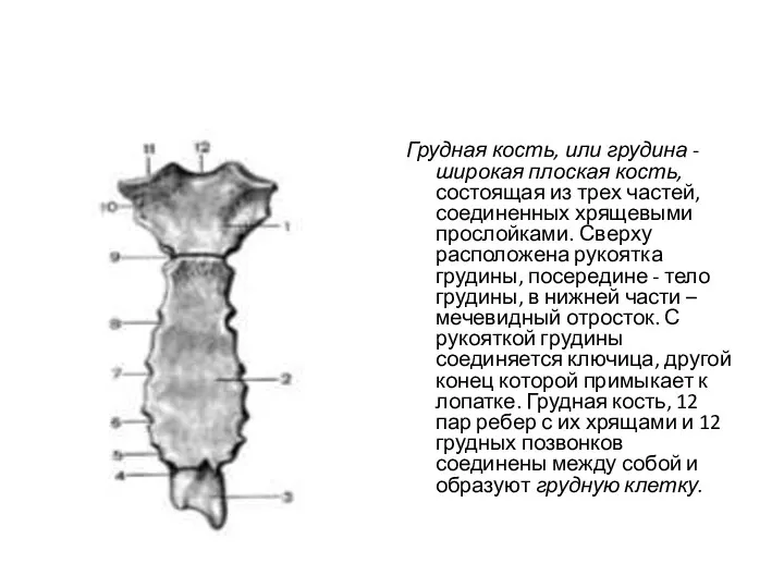 Грудная кость, или грудина - широкая плоская кость, состоящая из трех частей,