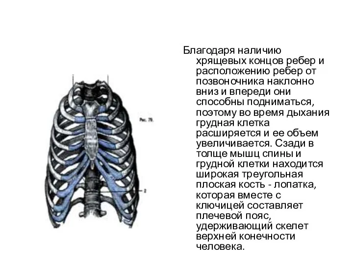 Благодаря наличию хрящевых концов ребер и расположению ребер от позвоночника наклонно вниз