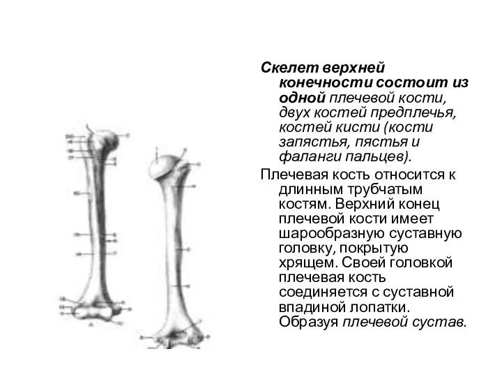 Скелет верхней конечности состоит из одной плечевой кости, двух костей предплечья, костей