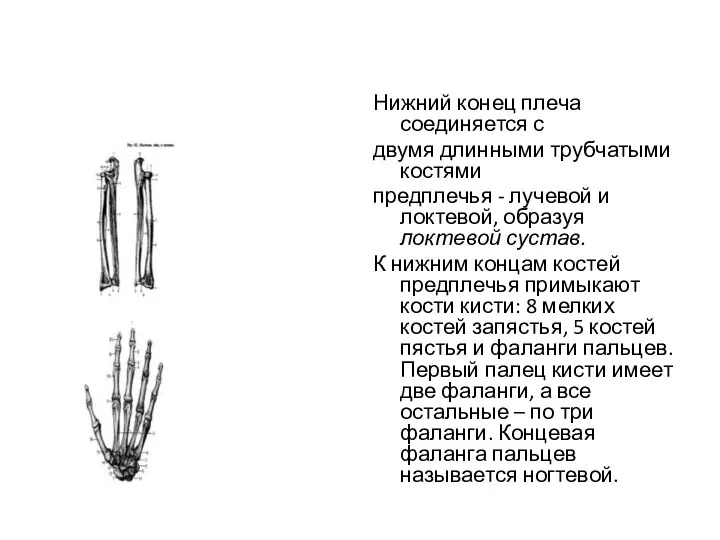 Нижний конец плеча соединяется с двумя длинными трубчатыми костями предплечья - лучевой