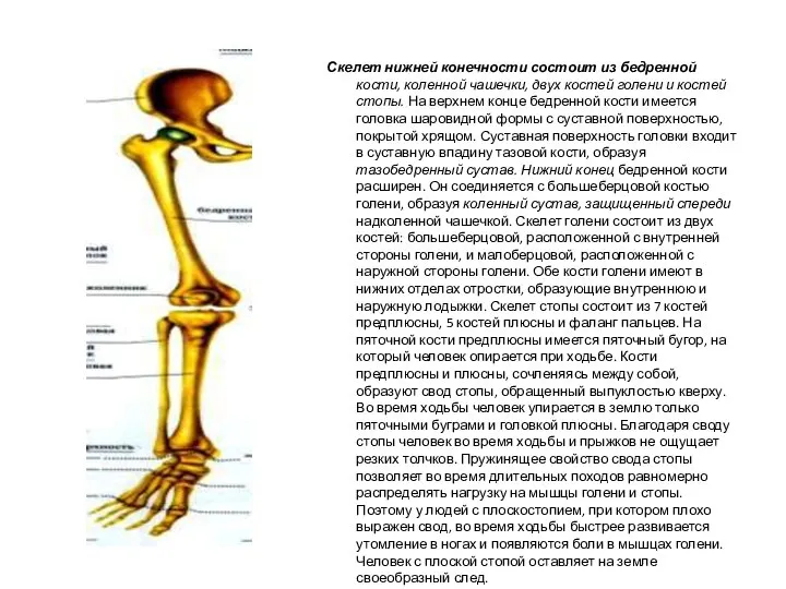 Скелет нижней конечности состоит из бедренной кости, коленной чашечки, двух костей голени