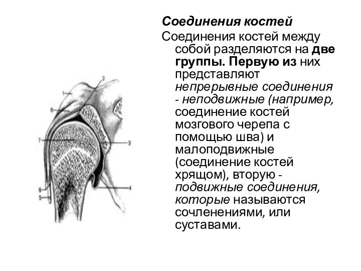 Соединения костей Соединения костей между собой разделяются на две группы. Первую из