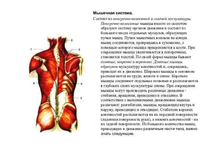 Мышечная система. Состоит из поперечно-полосатой и гладкой мускулатуры. Поперечно-полосатые мышцы вместе со