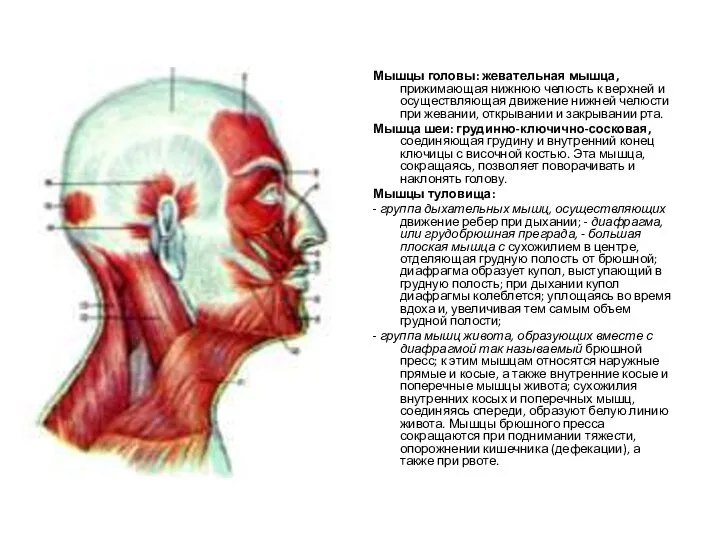 Мышцы головы: жевательная мышца, прижимающая нижнюю челюсть к верхней и осуществляющая движение