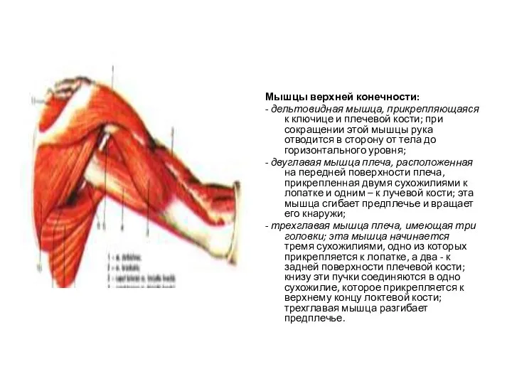 Мышцы верхней конечности: - дельтовидная мышца, прикрепляющаяся к ключице и плечевой кости;
