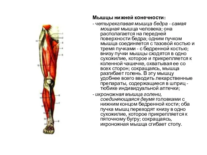 Мышцы нижней конечности: - четырехглавая мышца бедра - самая мощная мышца человека;