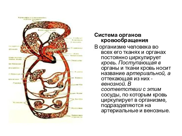 Система органов кровообращения В организме человека во всех его тканях и органах