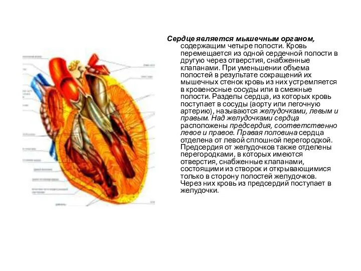 Сердце является мышечным органом, содержащим четыре полости. Кровь перемещается из одной сердечной