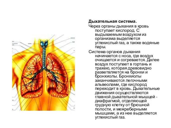 Дыхательная система. Через органы дыхания в кровь поступает кислород. С выдыхаемым воздухом