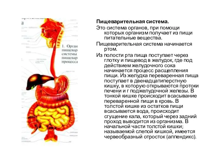 Пищеварительная система. Это система органов, при помощи которых организм получает из пищи