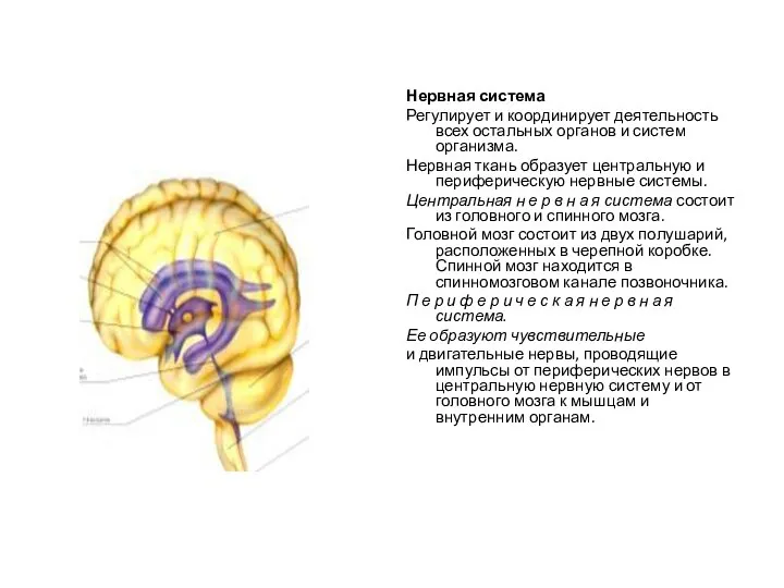 Нервная система Регулирует и координирует деятельность всех остальных органов и систем организма.