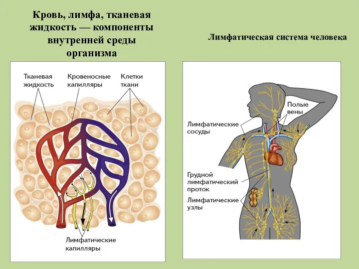 Кровь, лимфа, тканевая жидкость — компоненты внутренней среды организма Лимфатическая система человека