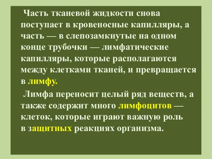 Часть тканевой жидкости снова поступает в кровеносные капилляры, а часть — в