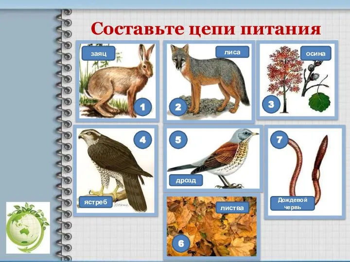 Составьте цепи питания 1 3 2 7 5 4 6 заяц лиса