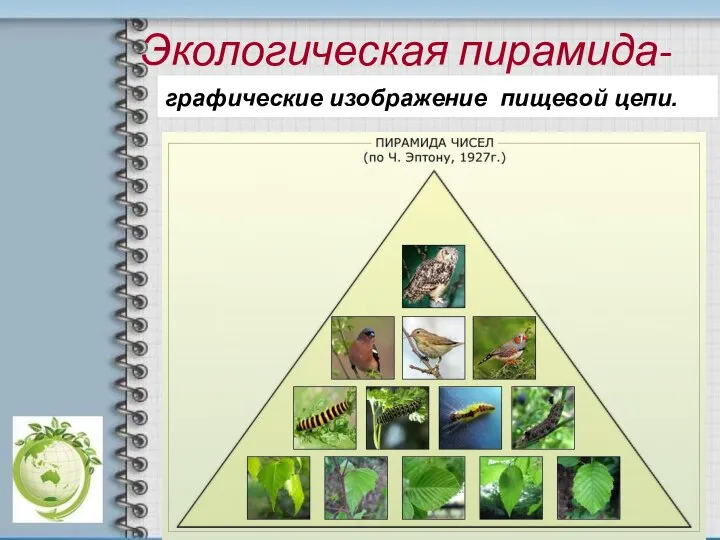 Экологическая пирамида- графические изображение пищевой цепи.