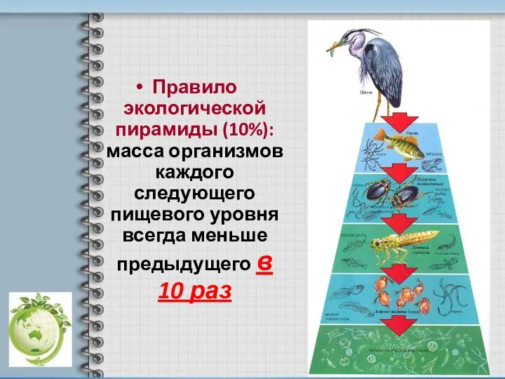 Правило экологической пирамиды (10%): масса организмов каждого следующего пищевого уровня всегда меньше предыдущего в 10 раз