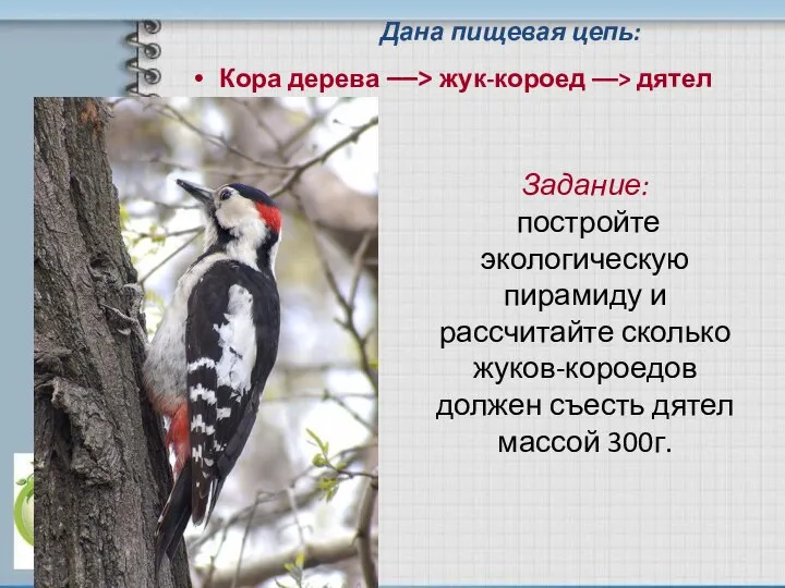 Задание: постройте экологическую пирамиду и рассчитайте сколько жуков-короедов должен съесть дятел массой