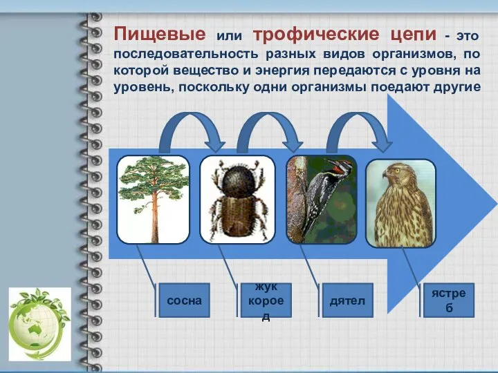 сосна жук короед дятел ястреб Пищевые или трофические цепи - это последовательность