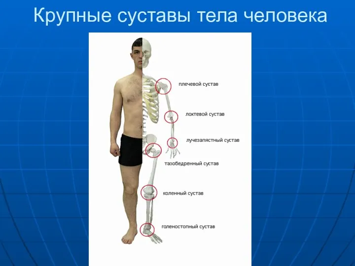 Крупные суставы тела человека