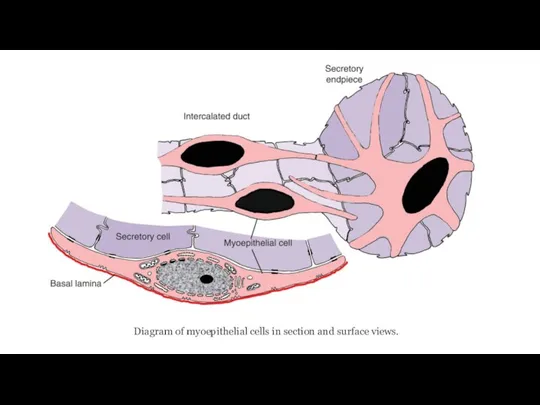 Diagram of myoepithelial cells in section and surface views.