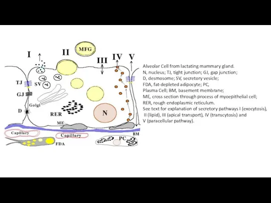 Alveolar Cell from lactating mammary gland. N, nucleus; TJ, tight junction; GJ,