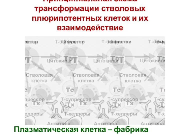 Принципиальная схема трансформации стволовых плюрипотентных клеток и их взаимодействие Плазматическая клетка – фабрика антител