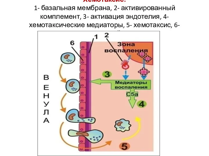 Хемотаксис: 1- базальная мембрана, 2- активированный комплемент, 3- активация эндотелия, 4- хемотаксические