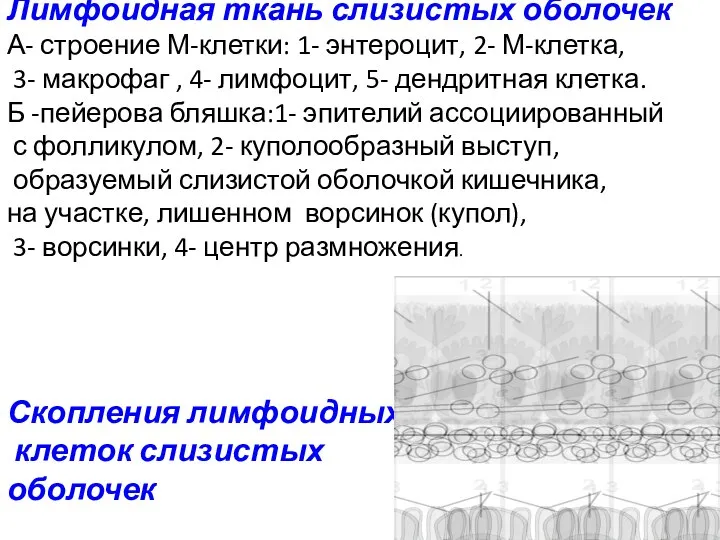 ЛТС Лимфоидная ткань слизистых оболочек А- строение М-клетки: 1- энтероцит, 2- М-клетка,