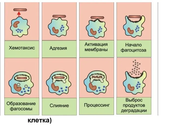 Фагоцитоз (от греч. phago — ем,cytos — клетка)