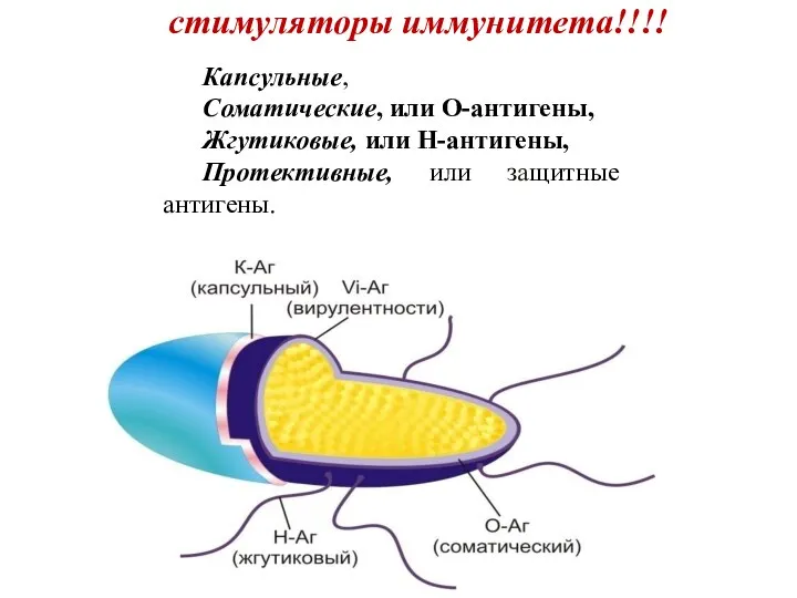 Антигены бактериальной клетки – стимуляторы иммунитета!!!! Капсульные, Соматические, или О-антигены, Жгутиковые, или