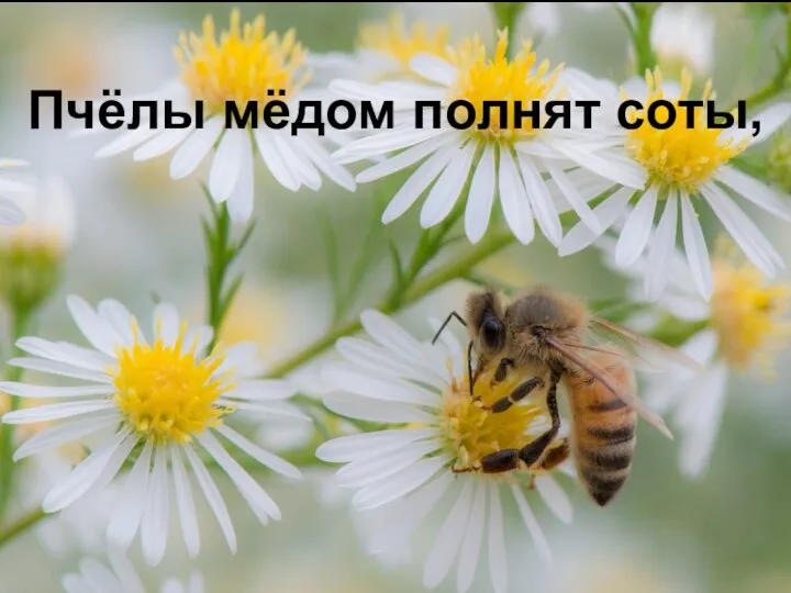Пчёлы мёдом полнят соты,