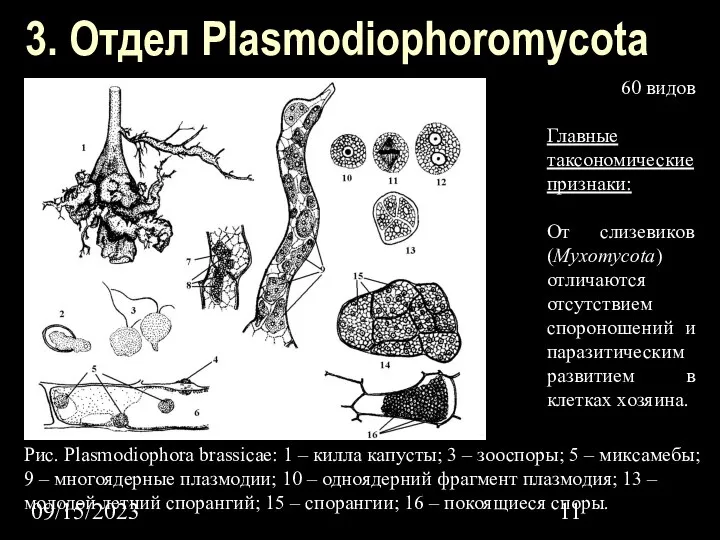 09/15/2023 3. Отдел Plasmodiophoromycota 60 видов Главные таксономические признаки: От слизевиков (Myxomycota)