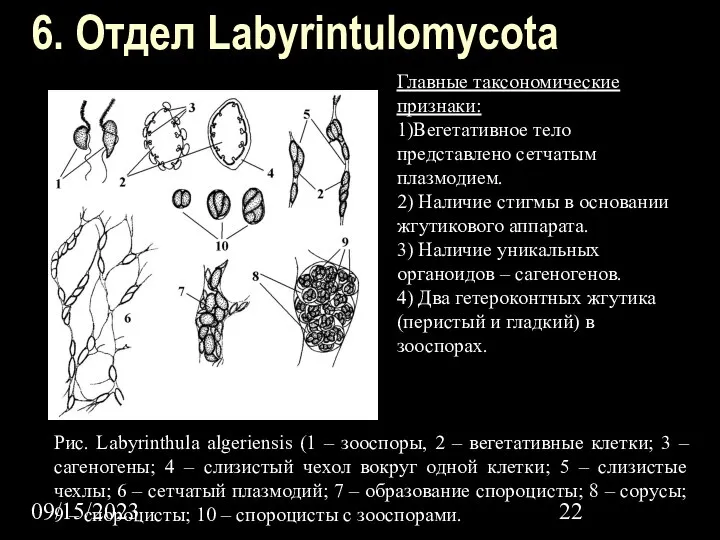09/15/2023 6. Отдел Labyrintulomycota Главные таксономические признаки: 1)Вегетативное тело представлено сетчатым плазмодием.