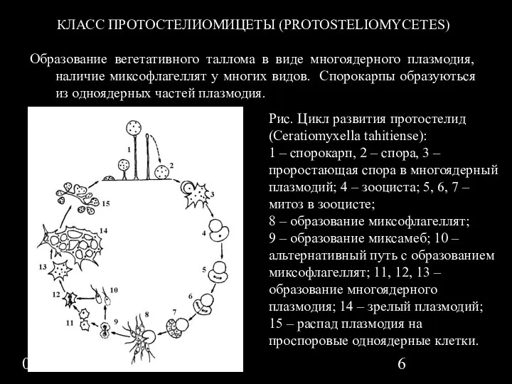 09/15/2023 КЛАСС ПРОТОСТЕЛИОМИЦЕТЫ (PROTOSTELIOMYCETES) Образование вегетативного таллома в виде многоядерного плазмодия, наличие