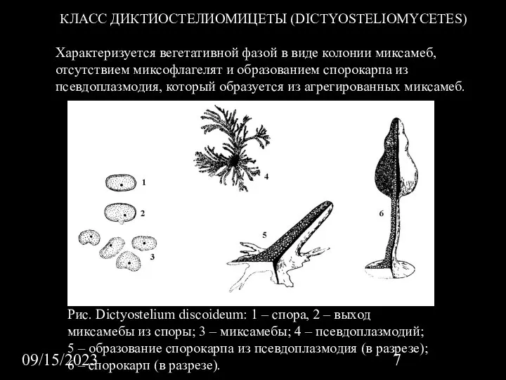 09/15/2023 КЛАСС ДИКТИОСТЕЛИОМИЦЕТЫ (DICTYOSTELIOMYCETES) Характеризуется вегетативной фазой в виде колонии миксамеб, отсутствием