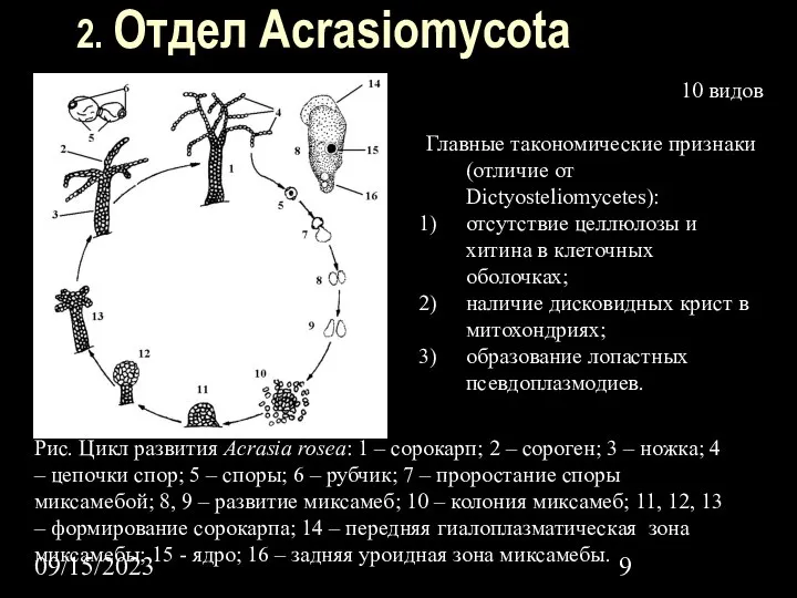 09/15/2023 2. Отдел Acrasiomycota 10 видов Главные такономические признаки (отличие от Dictyosteliomycetes):