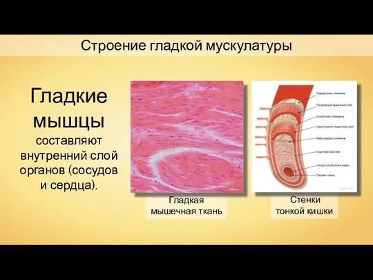Гладкая мышечная ткань Polarlys Стенки тонкой кишки Строение гладкой мускулатуры Гладкие мышцы