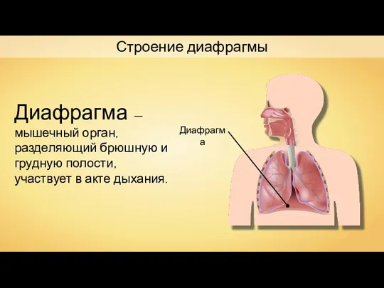 Строение диафрагмы Диафрагма Диафрагма — мышечный орган, разделяющий брюшную и грудную полости, участвует в акте дыхания.