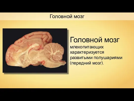 Головной мозг млекопитающих характеризуется развитыми полушариями (передний мозг). Головной мозг