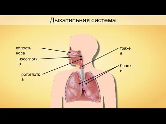 полость носа носоглотка ротоглотка трахея бронхи Дыхательная система