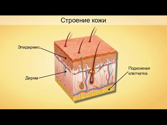 Строение кожи Эпидермис Дерма Подкожная клетчатка