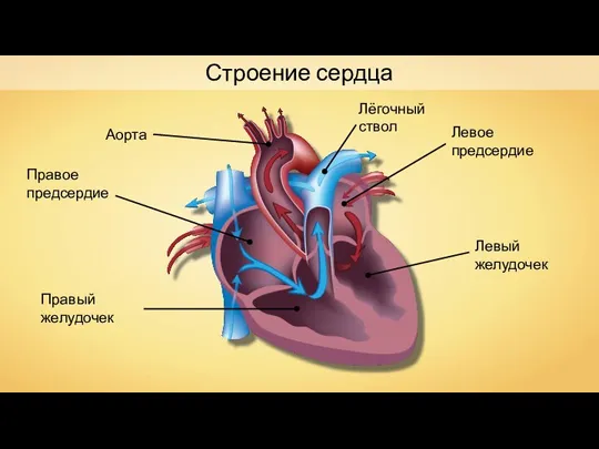 Строение сердца Правое предсердие Левое предсердие Правый желудочек Левый желудочек Аорта Лёгочный ствол