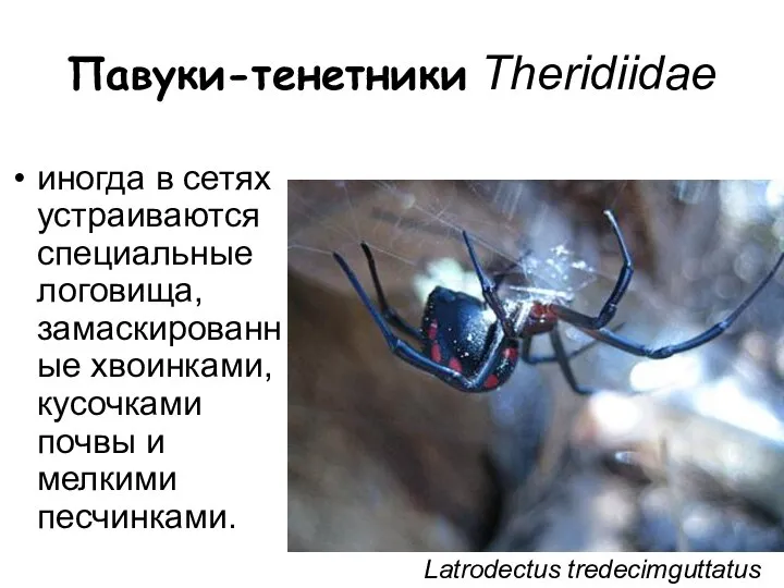Павуки-тенетники Theridiidae иногда в сетях устраиваются специальные логовища, замаскированные хвоинками, кусочками почвы