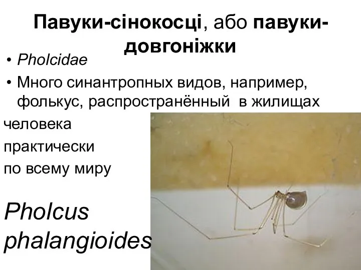 Павуки-сінокосці, або павуки-довгоніжки Pholcidae Много синантропных видов, например, фолькус, распространённый в жилищах