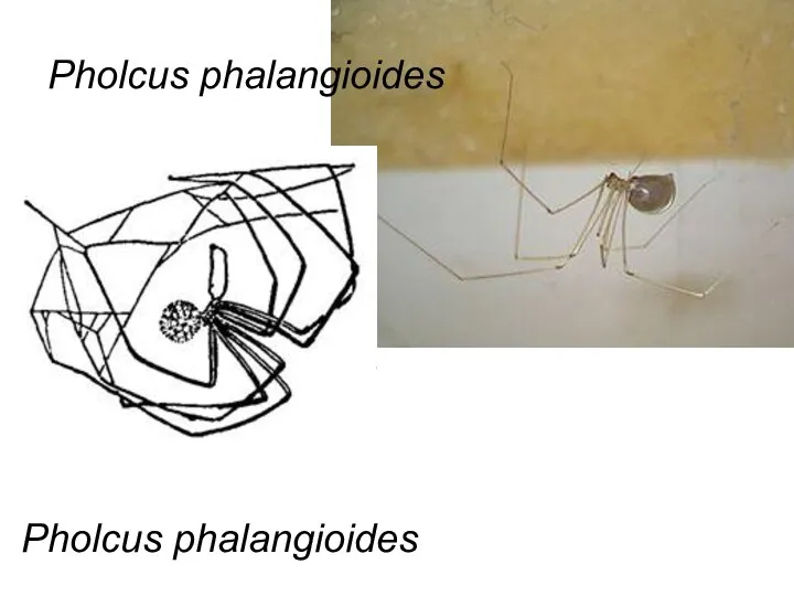 Pholcus phalangioides Pholcus phalangioides