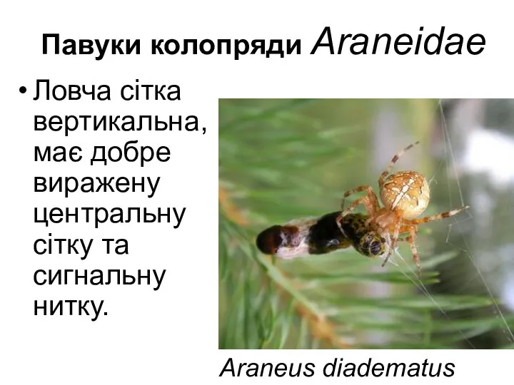 Павуки колопряди Araneidae Ловча сітка вертикальна, має добре виражену центральну сітку та сигнальну нитку. Araneus diadematus