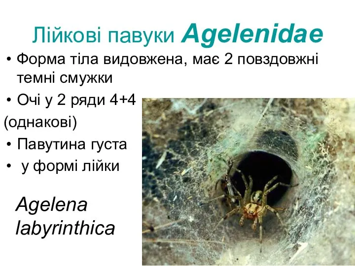 Лійкові павуки Agelenidae Форма тіла видовжена, має 2 повздовжні темні смужки Очі