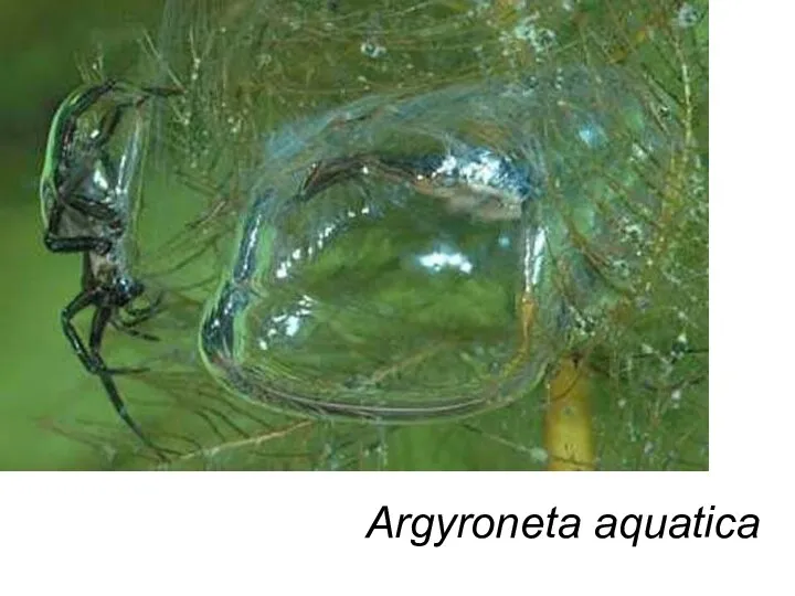 Argyroneta aquatica Argyroneta aquatica