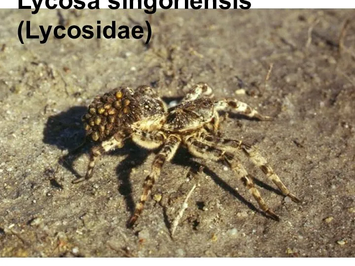 Lycosa singoriensis (Lycosidae)