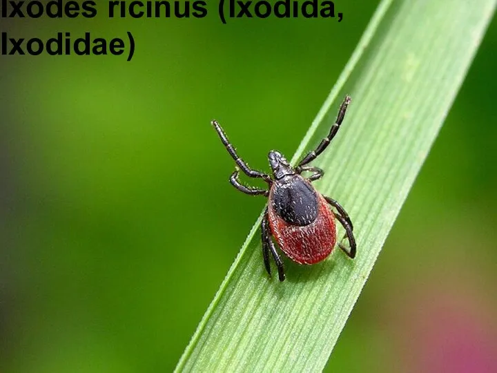 Ixodes ricinus (Ixodida, Ixodidae)